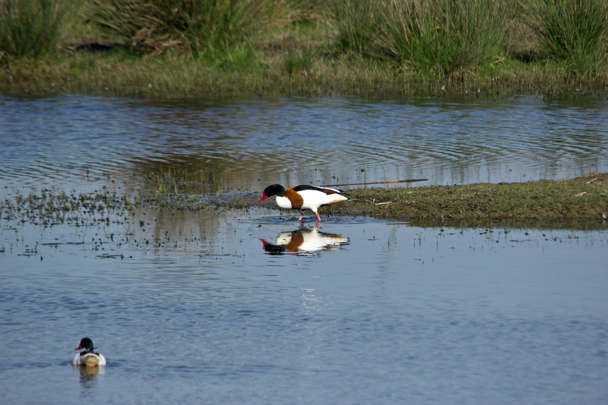 Volpoca  (Tadorna tadorna)